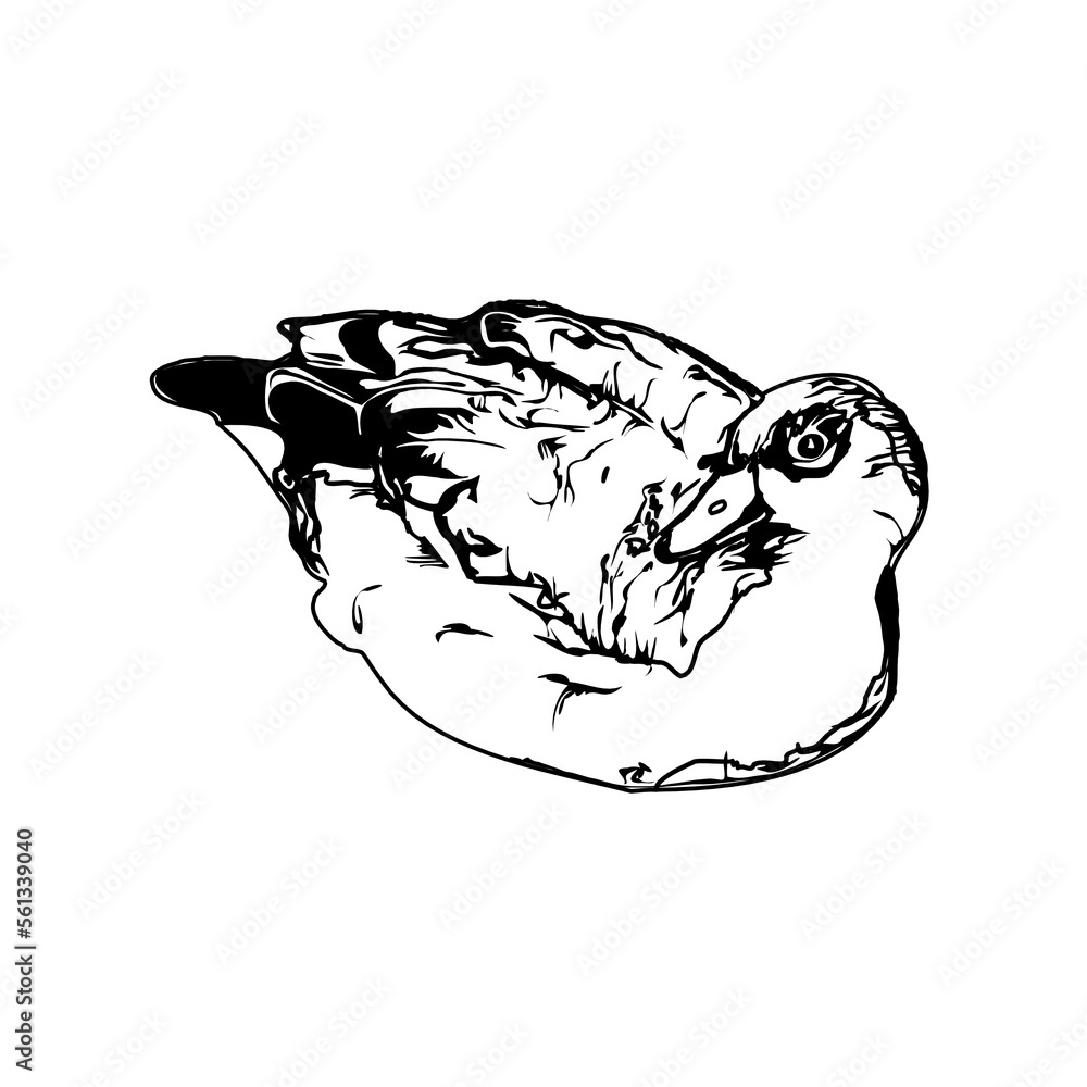 Sketch a black and white picture of a duck with a transparent background for learning to color Sketch a black and white picture of a duck with a transparent background for learning to color