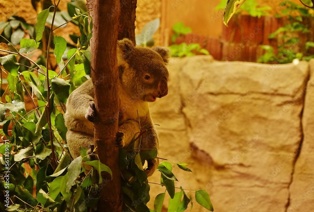 Obraz premium Lachender Koala