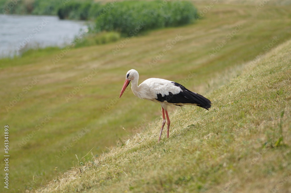 Fototapeta premium Der Storch von der Schwarzen Elster