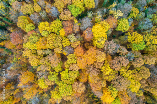 Bunter Herbstwald im Schwarzwald © Thomas