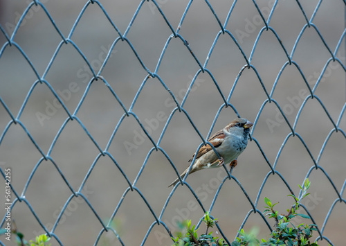 bird on a fence