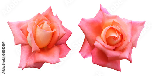 Fototapeta Naklejka Na Ścianę i Meble -  Orange rose flowers isolated on transparent background	