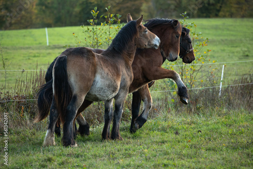 Pferde in der Herde