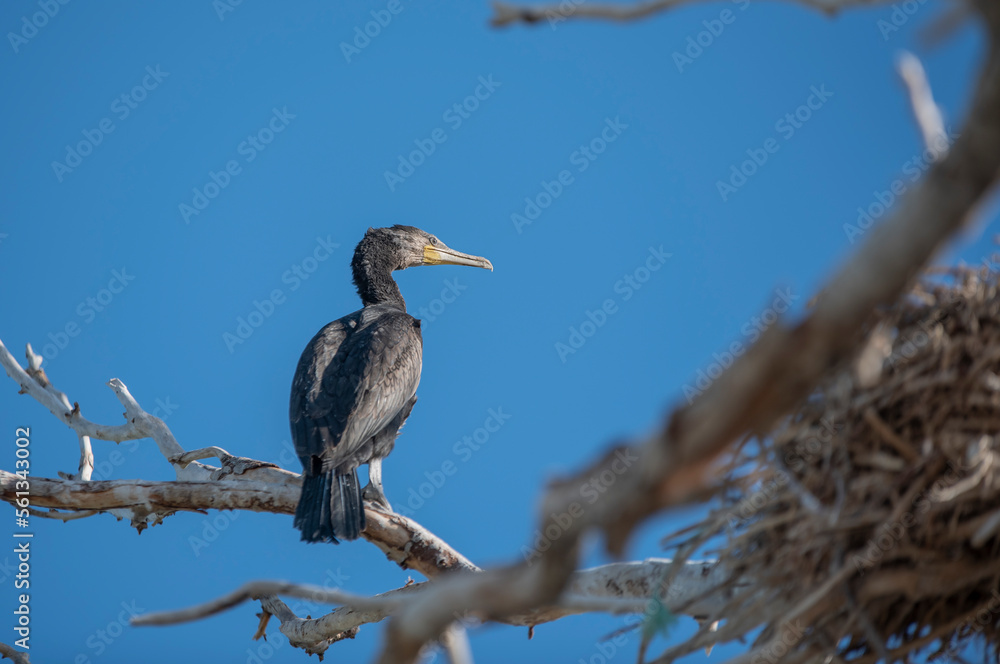 Fototapeta premium crowned heron on a branch