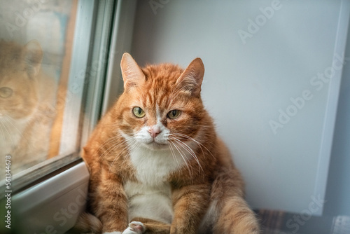 Home beautiful red cat lies on the window. © shymar27