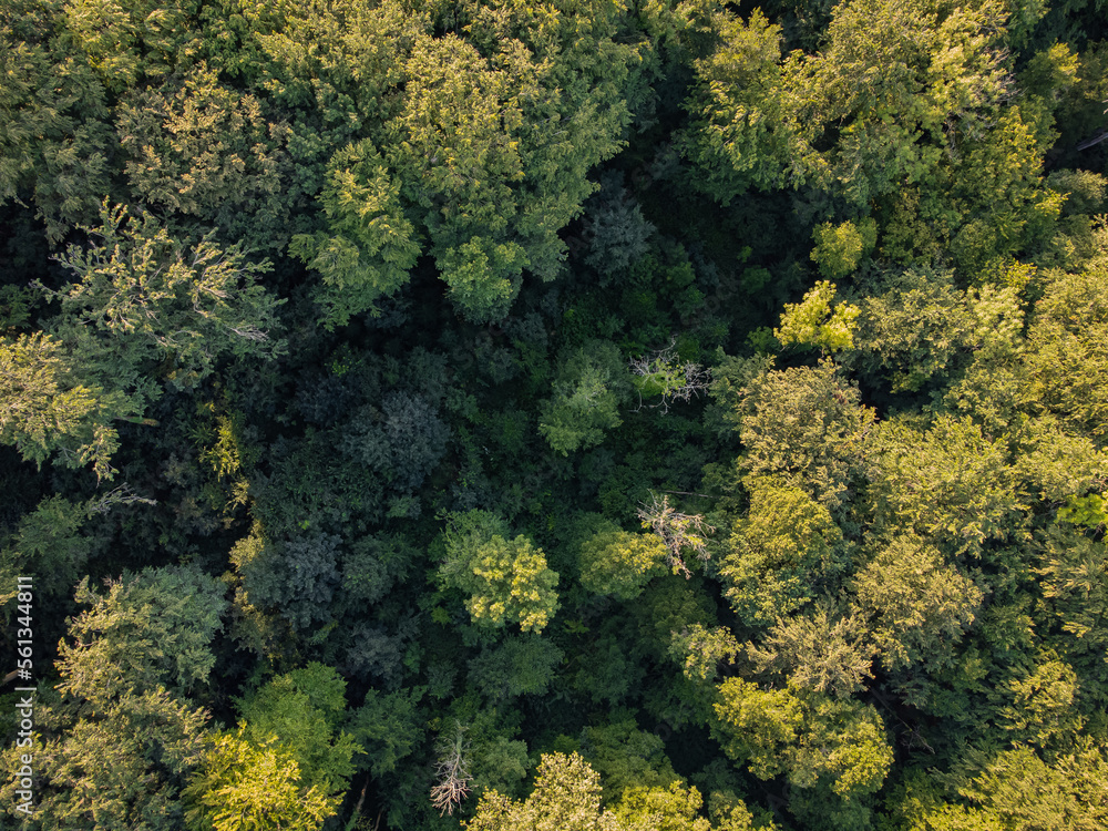 Aerial photo of a forest with green trees. Useable as background with space for text