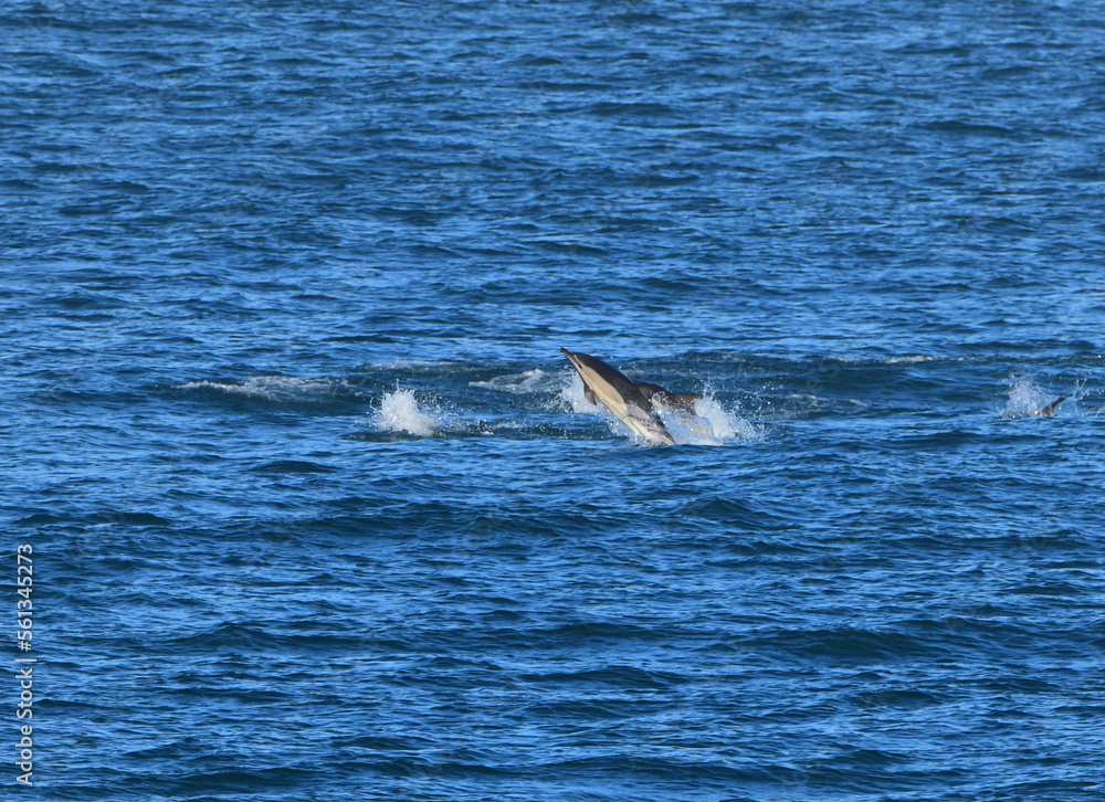 Fototapeta premium Groupe de Dauphins sur la côte en Bretagne