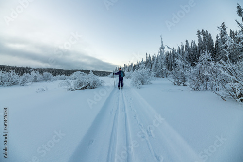 One person skiing on cross country ski trails during winter time on beautiful blue sky day. 