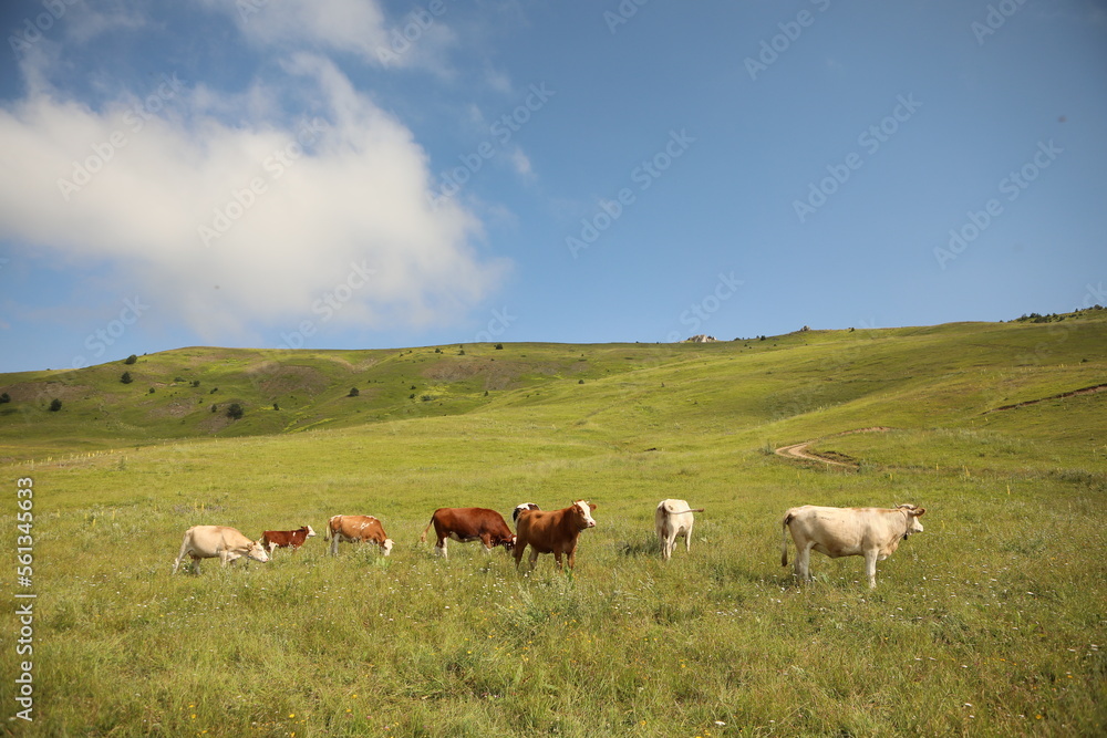 Plateau in northern Turkey. Cows grazing on the plateau.Dumanli Plateau Tokat Almus Turkey Plateau in northern Turkey. Cows grazing on the plateau.Dumanli Plateau Tokat Almus Turkey
