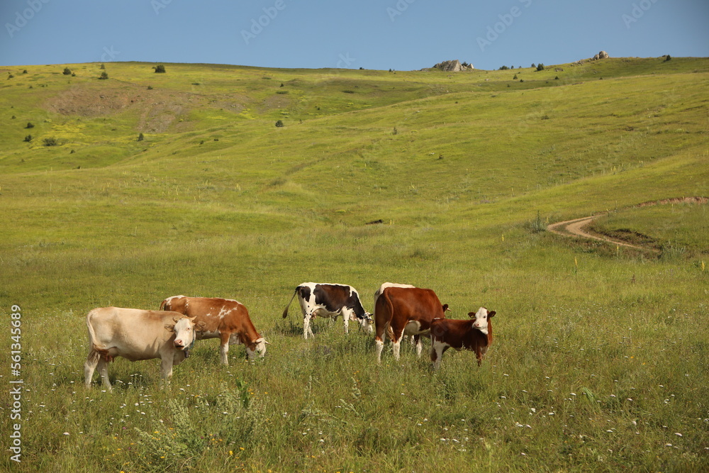 Plateau in northern Turkey. Cows grazing on the plateau.Dumanli Plateau Tokat Almus Turkey Plateau in northern Turkey. Cows grazing on the plateau.Dumanli Plateau Tokat Almus Turkey