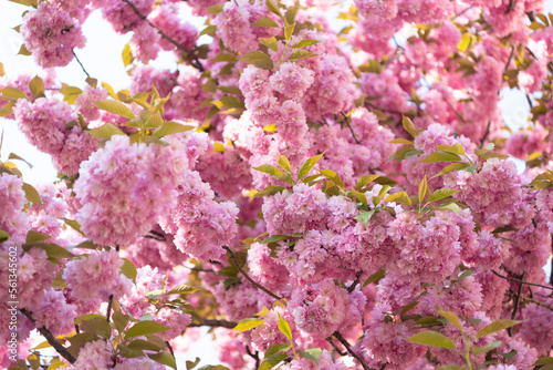 pink sakura flower on blooming spring tree. flowering cherries