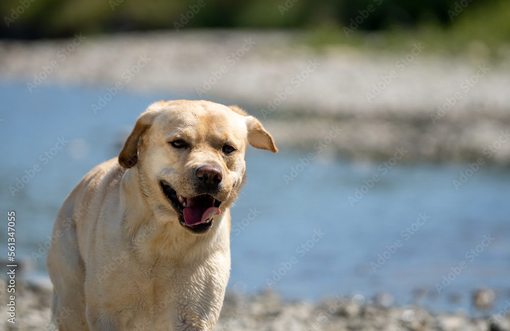 Labrador retriever on the river