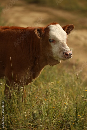 Plateau in northern Turkey. Cows grazing on the plateau.Dumanli Plateau Tokat Almus Turkey photo