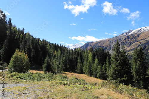 a fir forest and snow-capped Alps in the background 