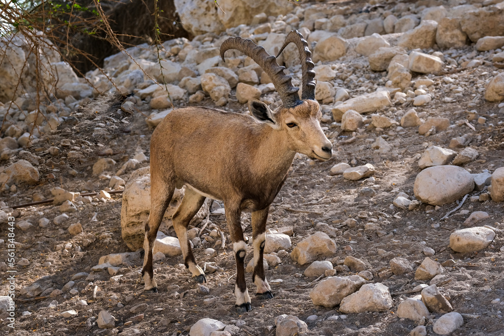 Nubian Ibex or Capra Nubiana in the National Park Ein Gedi, Israel