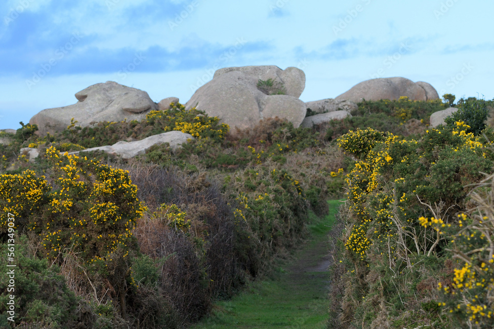 Fototapeta premium Paysage de la côte de granit rose à Ploumanac'h en Bretagne - France