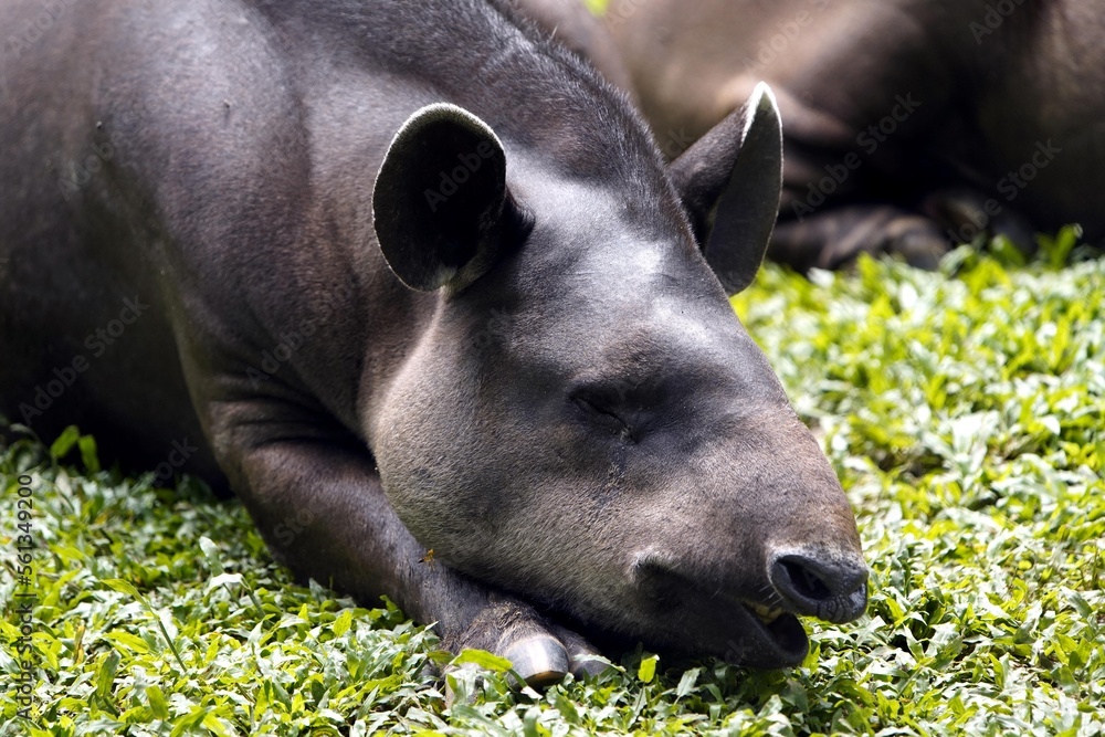 Fototapeta premium Tapir (Tapirus bairdii) Tapiridae family. Amazonas, Brazil