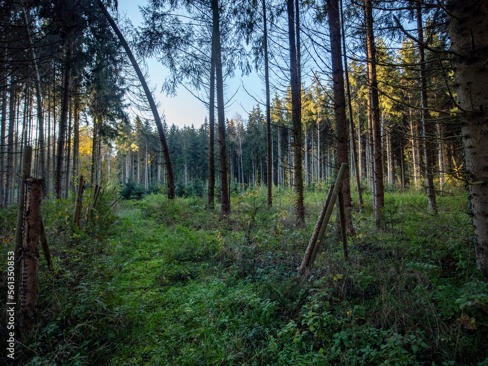 Fototapeta premium Neuanpflanzung von jungen Bäumen im Mischwald