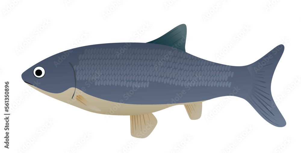 Fototapeta premium Big grey fish. vector illustration