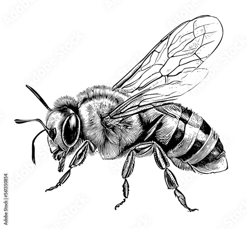 Obraz na płótnie Bee sitting hand drawn sketch insects