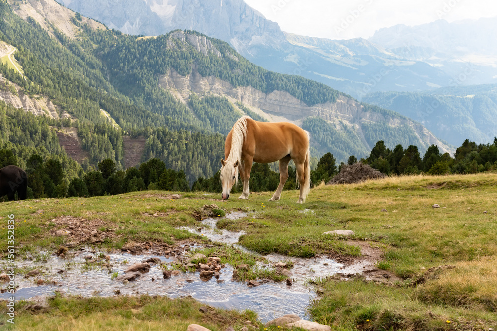 Obraz premium Horse over Dolomite landscape Geisler or Odle mountain Dolomites Group, Val di Funes, tourist region of Italy