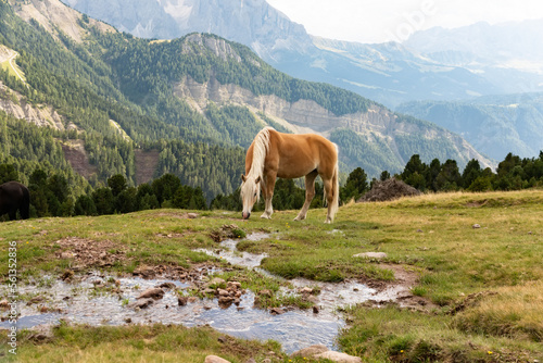 Horse over Dolomite landscape Geisler or Odle mountain Dolomites Group, Val di Funes, tourist region of Italy