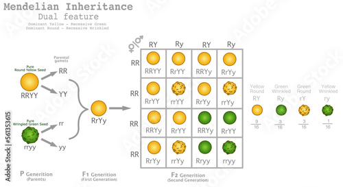 Mendelian inheritance, heredity. Mendel principles. Generation genetics ratio. Dual dominant, recessive seeds. Round, yellow, wrinkled, green. Binary peas experiment. Segregation genes. Vector