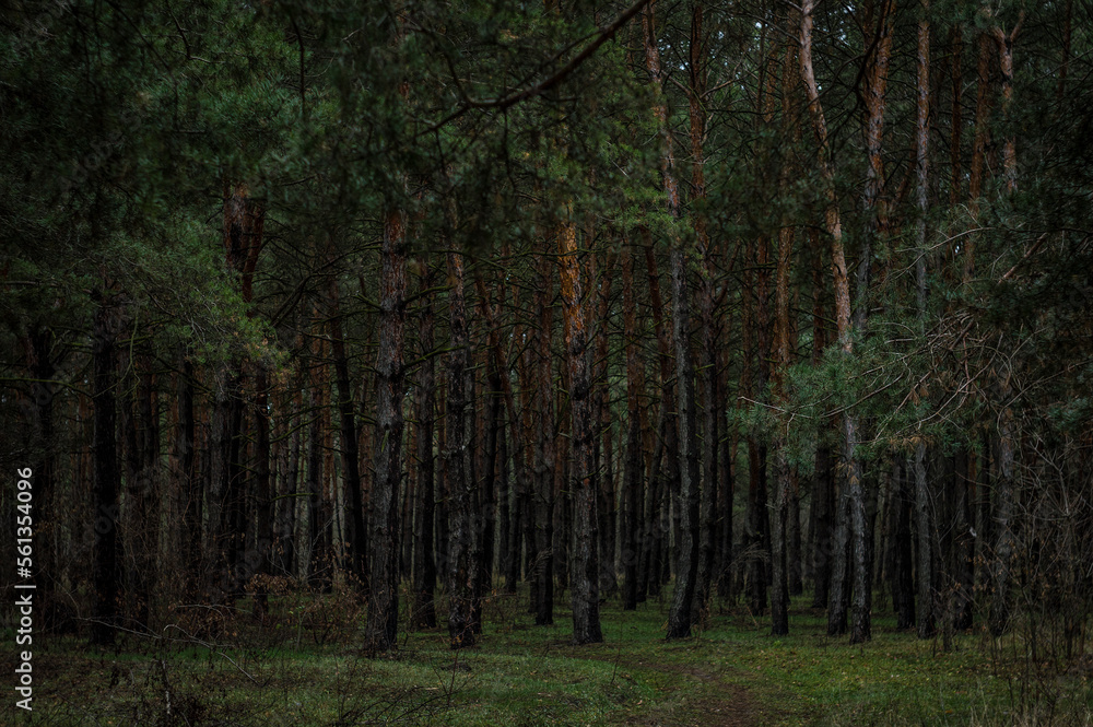 Fototapeta premium trees in the woods