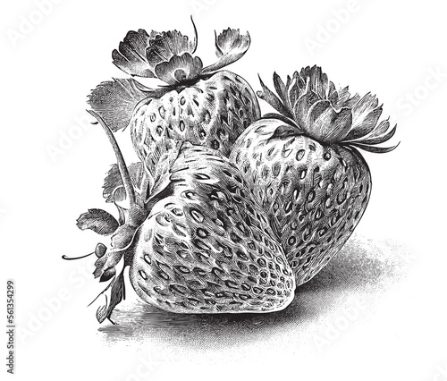 unika_strawberriesfull_lengthclearretrovintagedetailedrealistic_61748717-b1cf-4515-acf4-2208cb684187