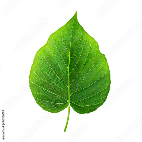 Isolated green leaf on the transparent background   AI Generated 