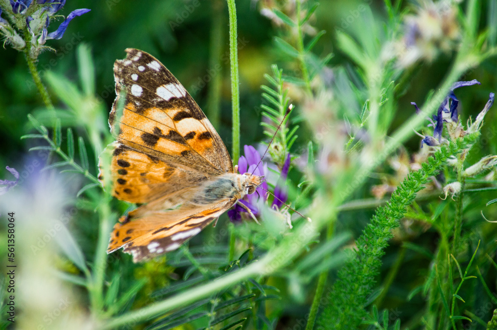 butterfly on a flower butterfly on a flower