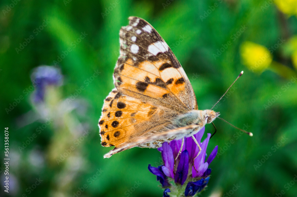 butterfly on flower butterfly on flower