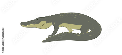 Vector illustration of an American alligator (Alligator mississippiensis), fully editable .ai file for Adobe Illustrator