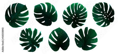 Tropical monstera deliciosa leaves with veins. Seven dark leaves for black or dark shaded subjects in one set.
