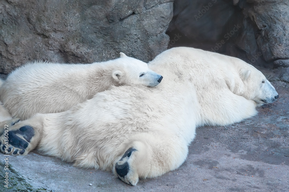 Polar Bear (Ursus Maritimus) and cub bear sleeping on a rock Polar Bear (Ursus Maritimus) and cub bear sleeping on a rock