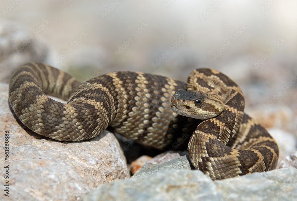 Black-tailed Rattlesnake (Crotalus molossus) Black-tailed Rattlesnake (Crotalus molossus)