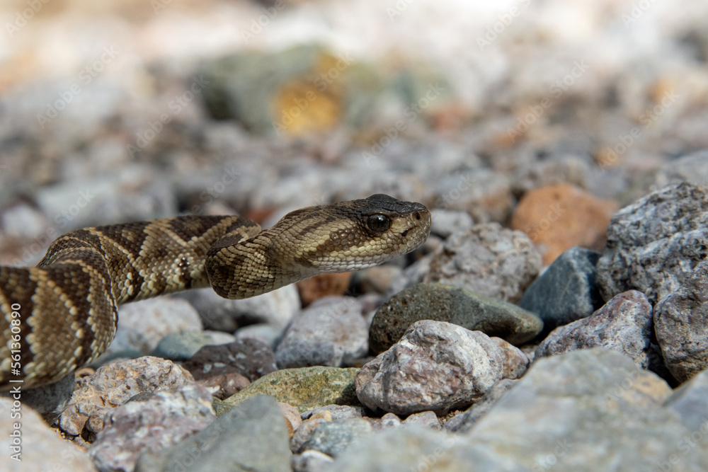 Fototapeta premium Black-tailed Rattlesnake (Crotalus molossus)