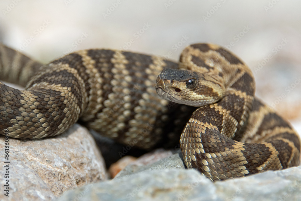 Black-tailed Rattlesnake (Crotalus molossus) Black-tailed Rattlesnake (Crotalus molossus)