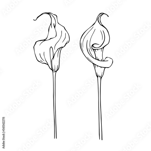 Linear sketch of calla flowers and leaves.vector graphic.