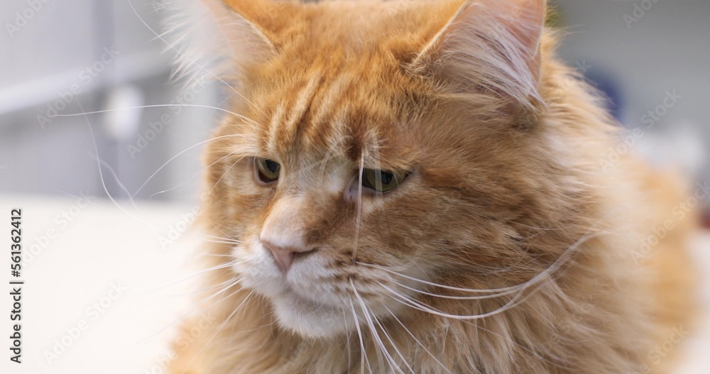 Close-up of a sad muzzle of a big cat thinking about something. A beautiful red cat with a sad and thoughtful expression of the muzzle sits and looks to the side, thinking about something. Close-up of a sad muzzle of a big cat thinking about something. A beautiful red cat with a sad and thoughtful expression of the muzzle sits and looks to the side, thinking about something.