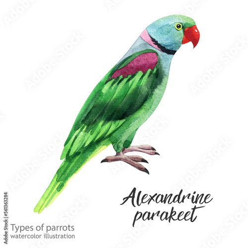 alexandrine parakeet. Watercolor cute animal.  Watercolor cute bird. Hand painting postcard isolated white background. birds