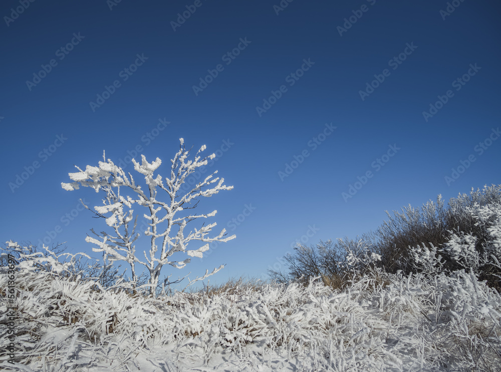 A shrub overgrown with snow and icy in the winter mountains, a winter landscape on Beshtau on a sunny day A shrub overgrown with snow and icy in the winter mountains, a winter landscape on Beshtau on a sunny day