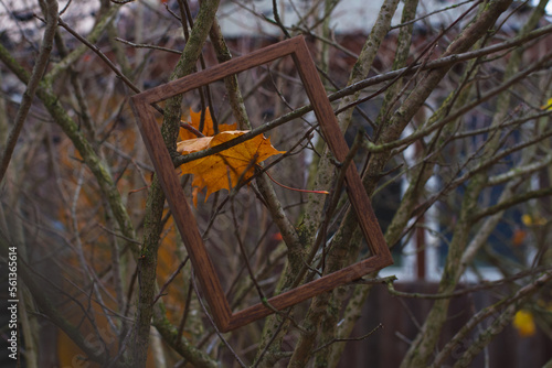 a brown wooden frame hangs on the branches of a tree against a background of yellow maple leaves