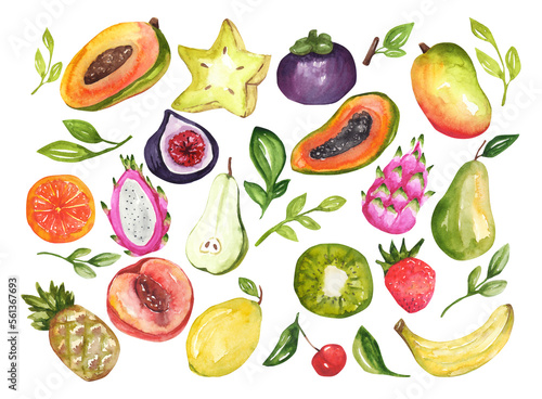 watercolor tropical fruit illustration