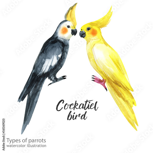 cockatiel bird. Watercolor cockatiel bird. Watercolor cute animal.  Watercolor cute bird. Hand painting postcard isolated white background. birds.