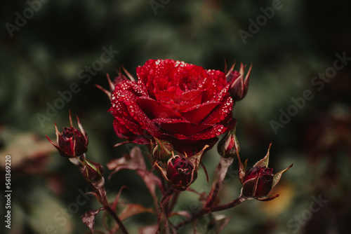 Santa Barbara, California, USA, Old Mission Santa Barbara Rose Garden photo