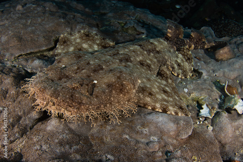 Tasselled Wobbegong in Raja Ampat