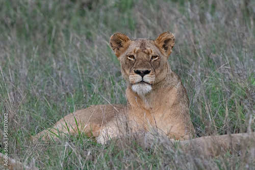 lioness in the grass