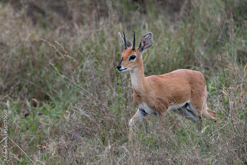 Wallpaper Mural Impala antelope in the grass Torontodigital.ca