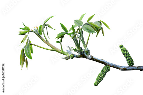 The walnut blossoms. Young leaves and inflorescences of walnuts isolated on white background. Walnut flower on a tree branch in spring.